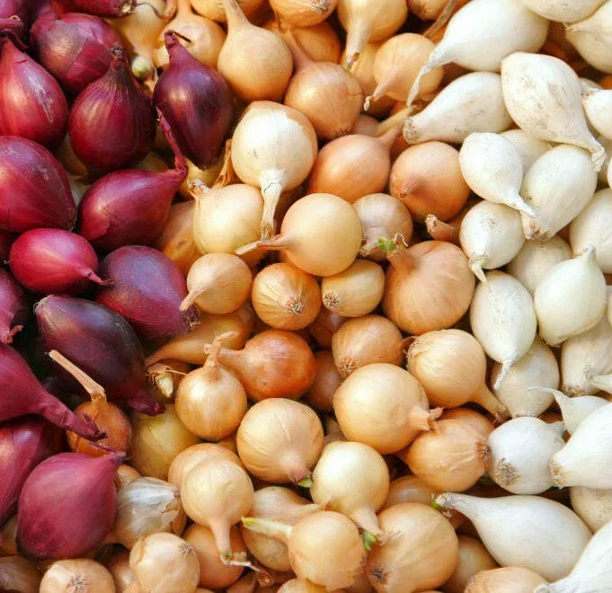 Mixed Onion Sets - 3 Color Bulbs (Yellow, Red, White) Allium cepa for Garden Planting, Culinary Use