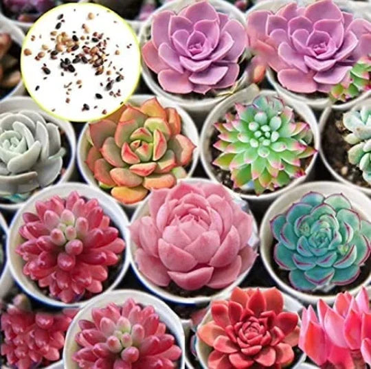 Hens and Chicks Succulent Seeds 30 Pack Sempervivum spp. Low Maintenance Drought-Tolerant Indoor Outdoor Plant