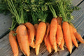 Organic Danvers Half Long Carrot Seeds - Heirloom Non-GMO Vegetable, 100 Pack, Daucus carota