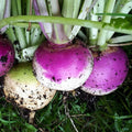 Purple Top White Globe Turnip Seeds - 1/4 LB Non-GMO Brassica rapa Heirloom Vegetable Garden Seeds