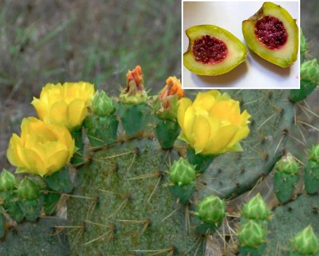 Xoconostle Cactus Seeds – Opuntia matudae – Sour Prickly Pear, Organic, 20 Seeds for Gardening & Culinary Use