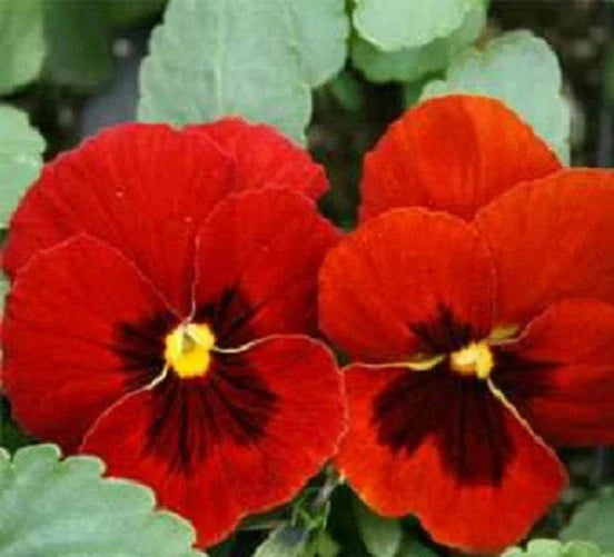 Viola Seeds - 100 Swiss Giant Alpenglow Pansy Seeds for Garden & Containers - Vibrant Multi-Color Flowers - Viola x wittrockiana