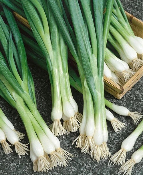 White Lisbon Bunching Onion Seeds, Allium fistulosum, Green Scallions for Spring Salad Garden, 100-2000 Seeds