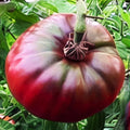 Cherokee Purple Tomato Seeds - Heirloom Solanum lycopersicum, Large Juicy Beefsteak Variety for 2025 Planting