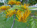 Silky Oak Seeds - 20 Pack - Grevillea robusta - Tropical Tree Seeds for Gardening & Landscaping