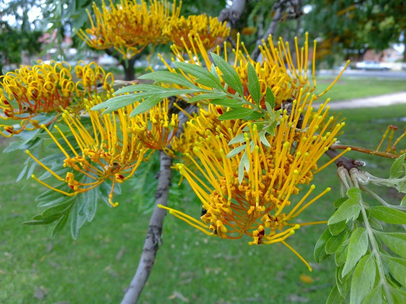 Silky Oak Seeds - 20 Pack - Grevillea robusta - Tropical Tree Seeds for Gardening & Landscaping