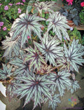 Connie Boswell Begonia Seeds - 25+ Pack for Garden Planting - Begonia x tuberhybrida - Vibrant Pink, White & Red Blooms