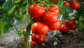 Jersey Tomato Seeds - Organic NON-GMO Heirloom Beefsteak Solanum lycopersicum Vegetable Seeds