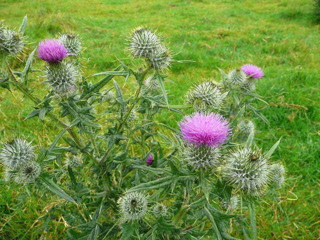 Spear Thistle Seeds 200+ Pack for Garden Planting - Cirsium vulgare - Non-GMO, USA Grown, Pollinator Attracting, Drought Tolerant