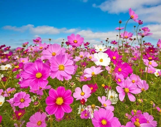 Cosmos Sensation Seeds - 155 Pack - Colorful Annual Flowers - Cosmos bipinnatus for Garden, Border, Cutting