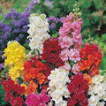 Double Mix Snapdragon Seeds - Antirrhinum majus Perennial Flower Seeds, Vibrant Double Blooms, Easy to Grow, Pollinator Attracting, 200 Seeds
