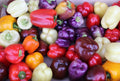 Rainbow Bell Pepper Seeds Mix - 120+ Capsicum annuum Varieties in 7 Colors for Garden, Container, Edible Plants