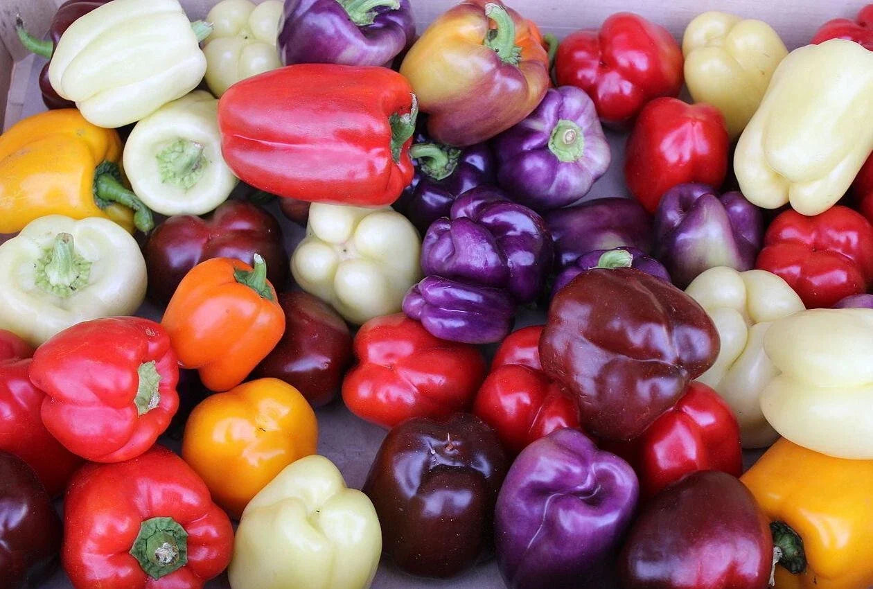 Rainbow Bell Pepper Seeds Mix - 120+ Capsicum annuum Varieties in 7 Colors for Garden, Container, Edible Plants