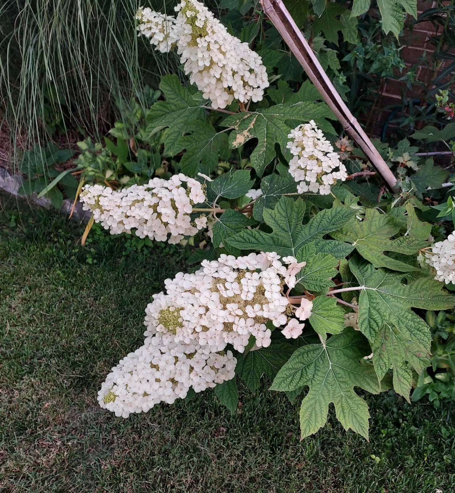 Live Oakleaf Hydrangea Cutting - Single Stem 5-14" - Hydrangea quercifolia - Traditional Garden Plant