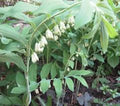 True Solomon Seal Bare Root Perennial Wildflower Polygonatum biflorum 3 Pack