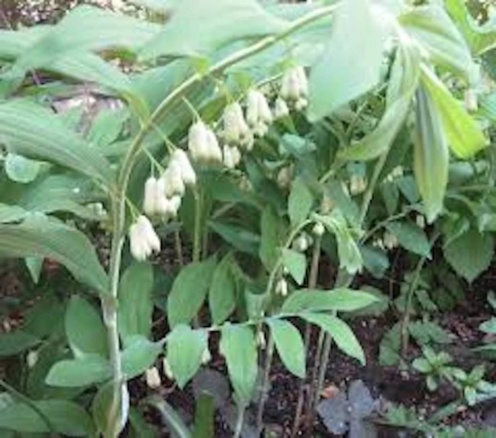 True Solomon Seal Bare Root Perennial Wildflower Polygonatum biflorum 3 Pack
