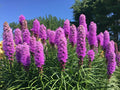 Liatrus Spicata Seeds - 100 Count, Purple and White Blazing Star, Gayfeather, Perennial Flower Seeds