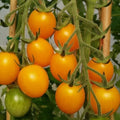 Gold Nugget Cherry Tomato Seeds – Organic Heirloom Non-GMO, Supersweet, Bright Yellow, Solanum lycopersicum, Seed Packet