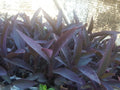 Live Purple Heart Plant Cuttings - 12 Pcs, Tradescantia pallida, Vibrant Purple Foliage, Indoor Outdoor Garden Decor