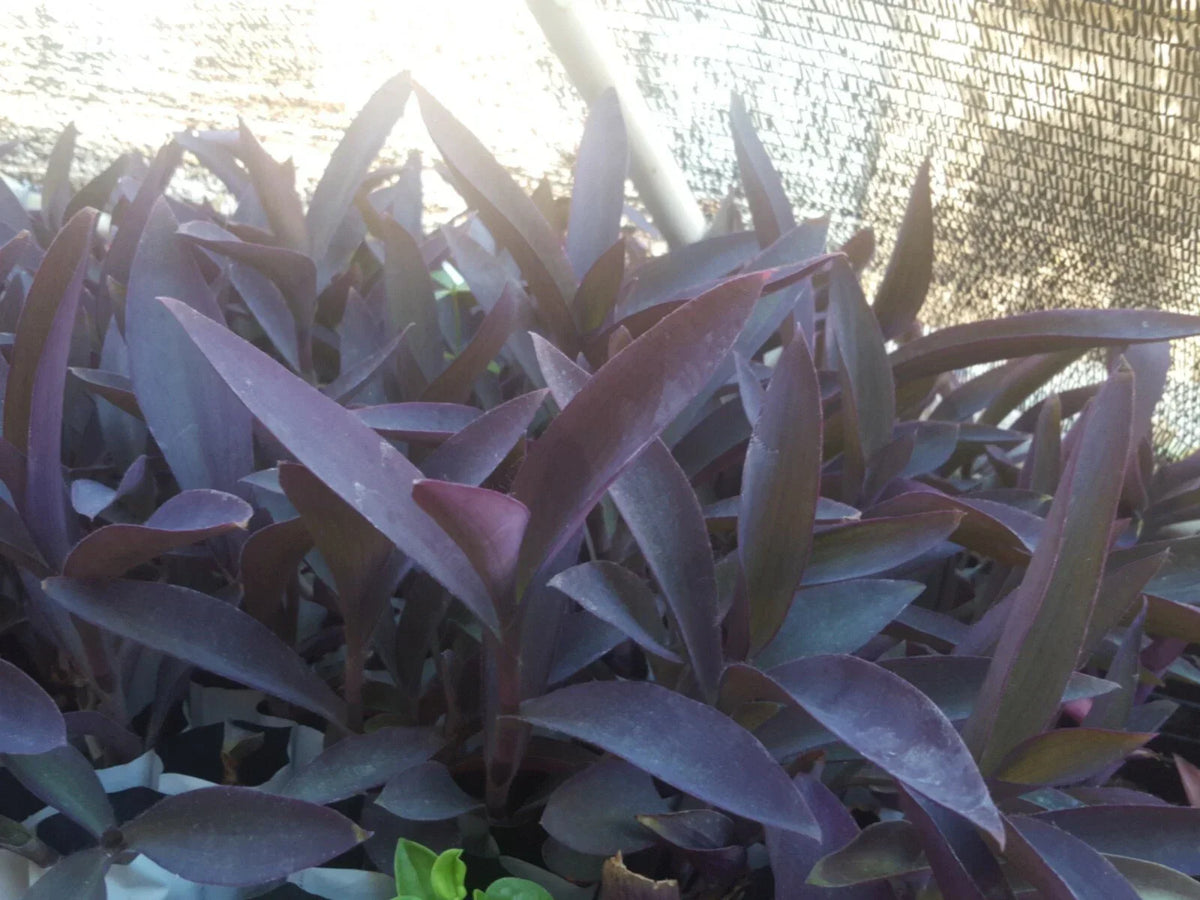Live Purple Heart Plant Cuttings - 12 Pcs, Tradescantia pallida, Vibrant Purple Foliage, Indoor Outdoor Garden Decor