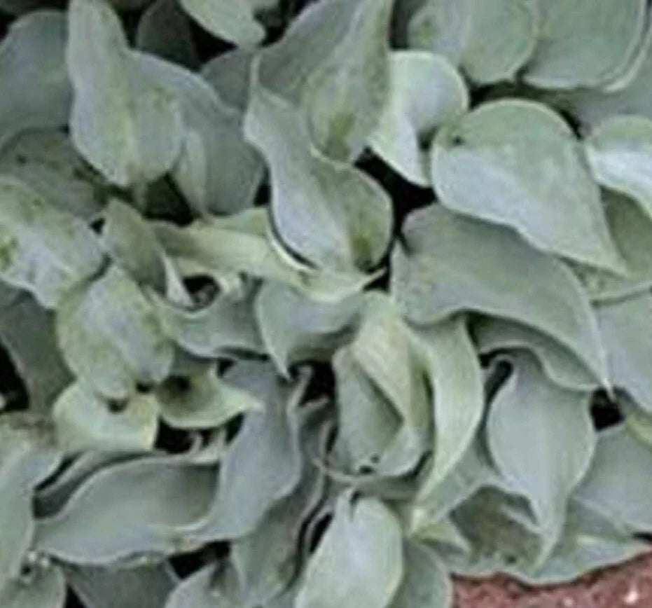 Bare Root Gemstone Hosta Plants - Medium Size, Blue & Green Foliage, Perennial, Shade Tolerant, Hosta spp.