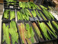 Epiphyllum Aztec Treasure Orchid Cactus Cuttings - Don's Cuttings AUG/1