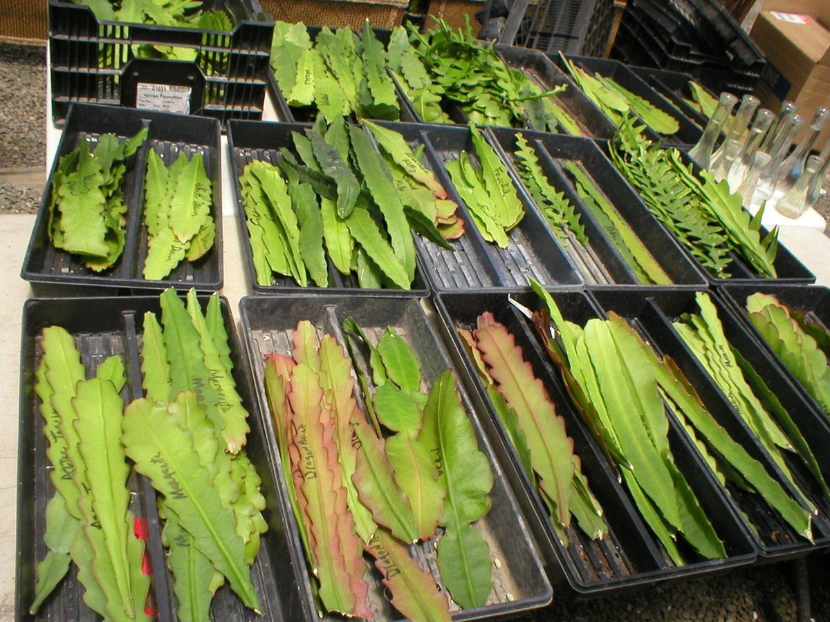 Epiphyllum Aztec Treasure Orchid Cactus Cuttings - Don's Cuttings AUG/1