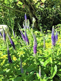 Speedwell Plants - "Royal Candles" Veronica spicata Perennial 10 Live Plants for Garden Borders and Pollinator Attracting