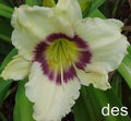 Daylily Plants 3 Pack Pandora's Box Ivory Purple Eye Hemerocallis reblooming perennial garden flower