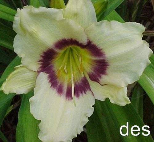 Daylily Plants 3 Pack Pandora's Box Ivory Purple Eye Hemerocallis reblooming perennial garden flower