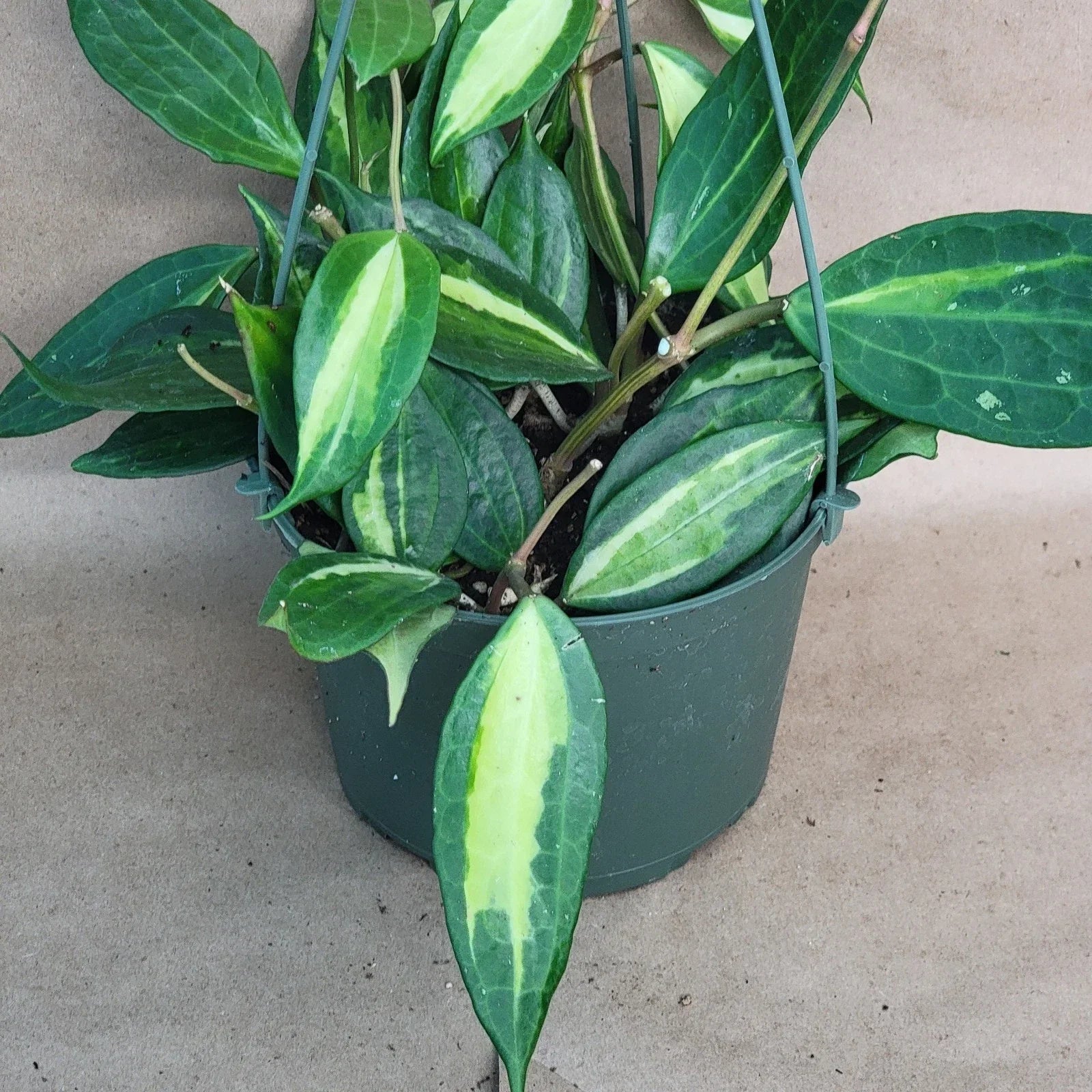 Hoya macrophylla 'Reverse Pot of Gold' Rare Variegated 4-Inch Live Houseplant, Easy Care Indoor Plant