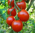 Sweetie Cherry Tomato Seeds | 100+ Juicy Red Fruit for Salad & Sauce | Solanum lycopersicum | Garden Vegetable Seeds