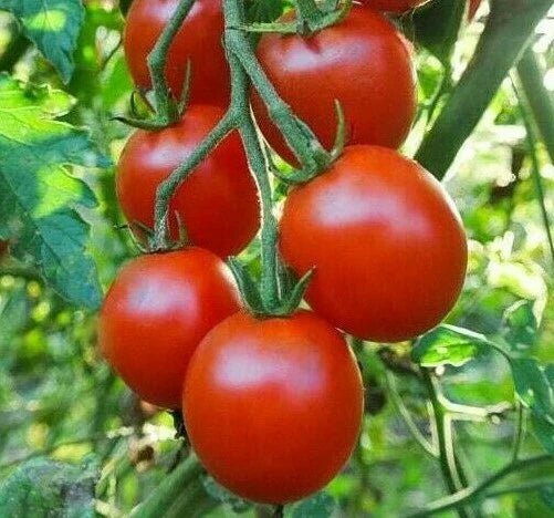 Sweetie Cherry Tomato Seeds | 100+ Juicy Red Fruit for Salad & Sauce | Solanum lycopersicum | Garden Vegetable Seeds