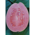 Barbie Pink Guava Live Rooted Cutting - Psidium guajava Tropical Fruit Plant in Quart Pot for Home Garden