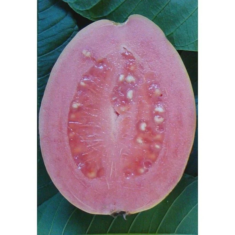 Barbie Pink Guava Live Rooted Cutting - Psidium guajava Tropical Fruit Plant in Quart Pot for Home Garden