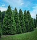Green Giant Arborvitae Trees - 3 Pack Starter Plants in 1-Gallon Containers - Thuja Plicata Evergreen Privacy Hedges