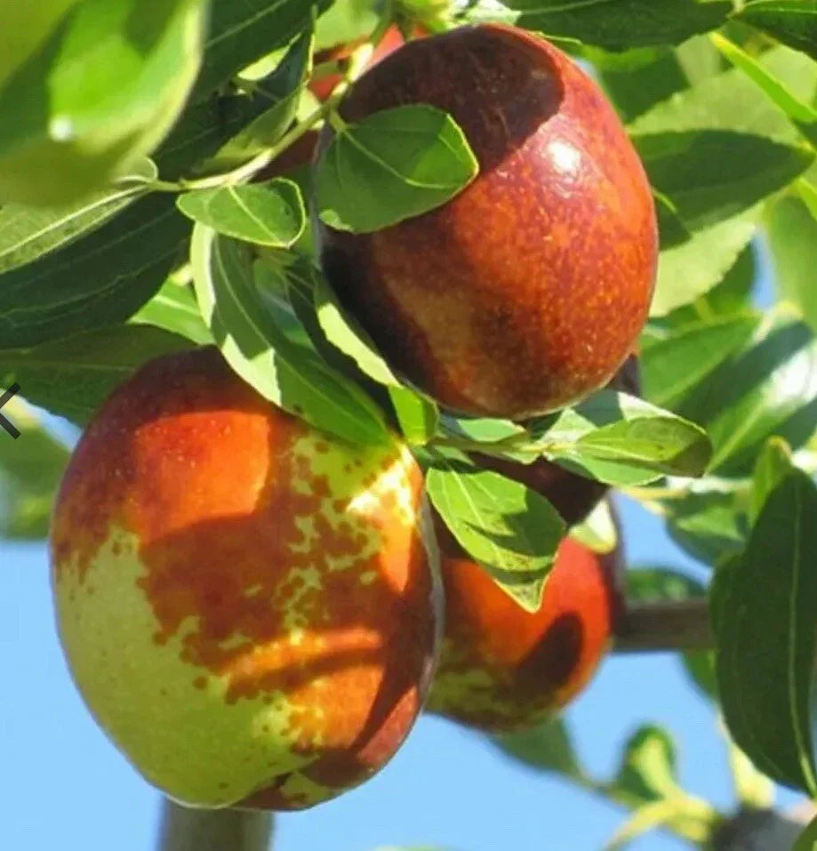 Sugar Cane Jujube Live Tree - 4-5 Feet Bare Root Ziziphus jujuba Fruit Tree for Garden, Drought-Resistant, Deciduous