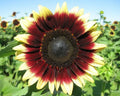 Sunflower Seeds - Pro Cut Red Lemon Helianthus annuus, Vibrant Red & Yellow Petals, Fresh Non-GMO Seeds