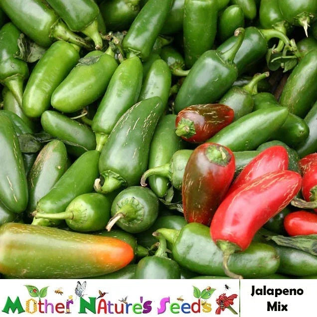 Jalapeno Hot Pepper Seeds - Heirloom Non-GMO Capsicum annuum - Medium Heat 5,000 Scoville Poppers - Garden, Salsas, Cooking