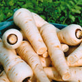Parsnip Seeds Harris Model | Fresh Non-GMO Pastinaca sativa Vegetable Seeds for Home Garden & Farming