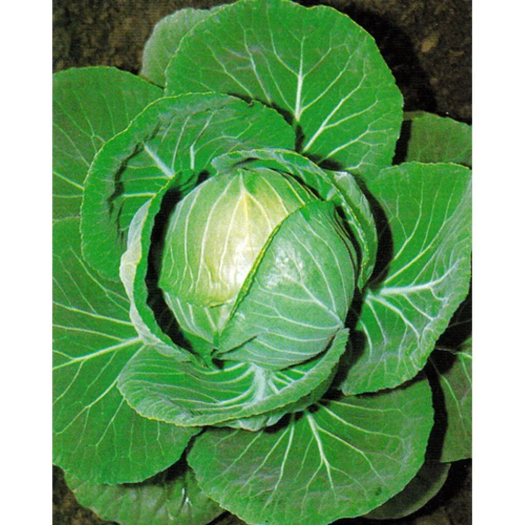 Cabbage Seeds 400+ Heirloom Non-GMO Copenhagen Market Brassica oleracea Seed Packet for Gardening