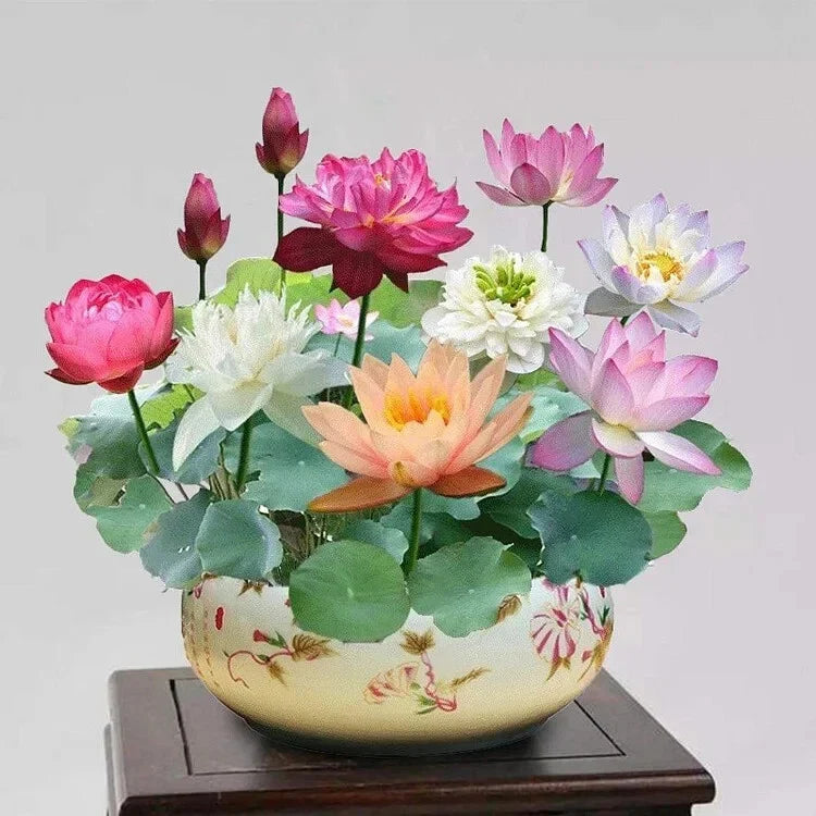 Mixed Color Lotus Flower Seeds - Nelumbo nucifera for Indoor & Outdoor Ponds, 15pcs