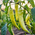 Sweet Banana Pepper Seeds - 25+ Non-GMO Heirloom Capsicum annuum for Garden & Container Planting