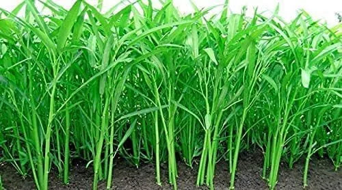 Ong Choy Seeds - 250 Count Water Spinach Ipomoea aquatica for Home Gardening, Edible Greens, Fast-Growing Vegetable Seeds