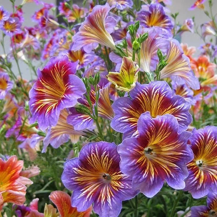 Chilean Morning Glory Seeds - 100 Mixed Color Ipomoea lobata Climbing Vine for Gardens