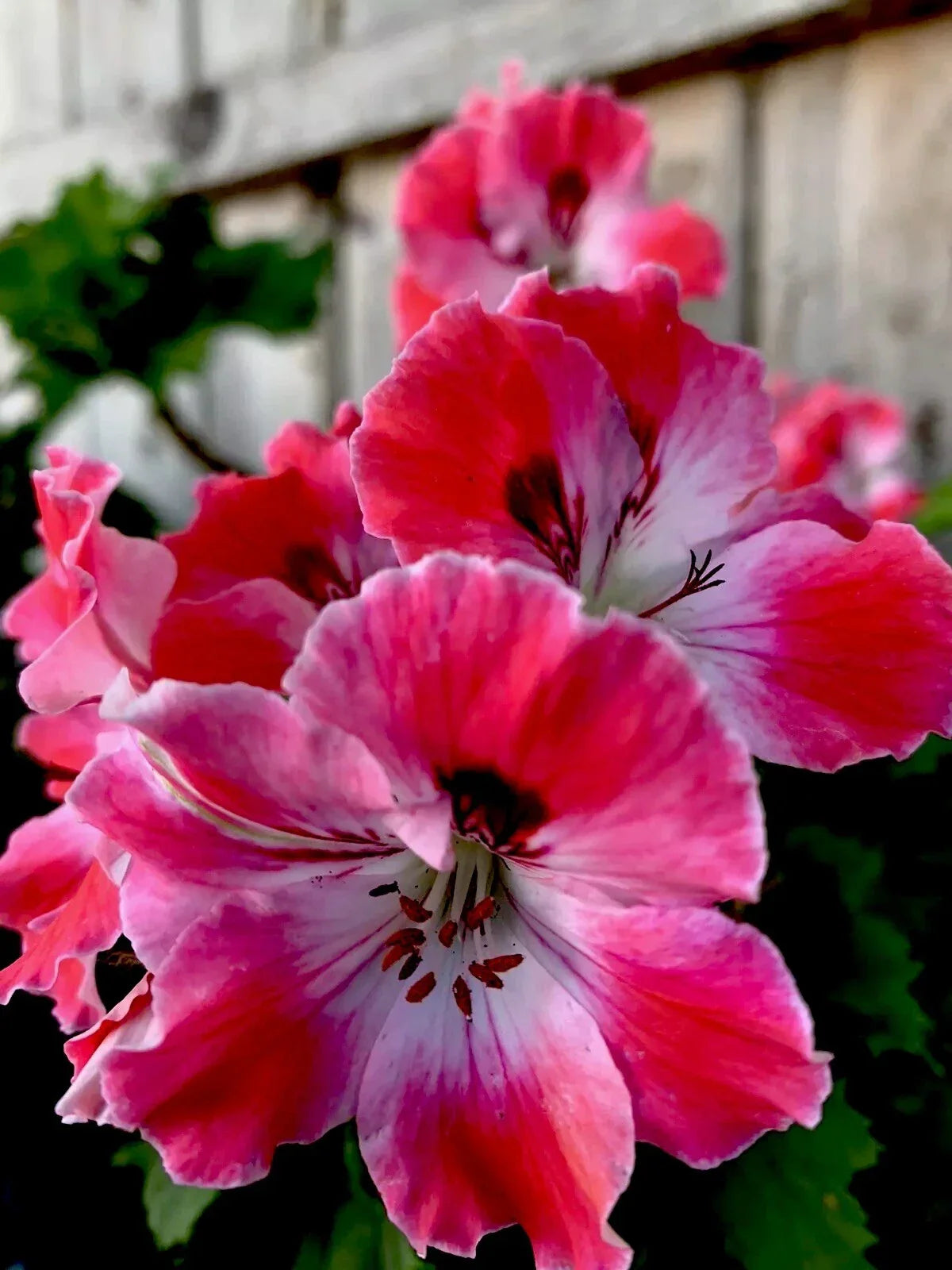 Geranium Cuttings Starter Pack - Reddish Pink & Maroon Pelargonium spp.