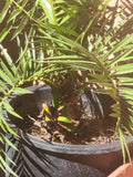 Canary Island Date Palm Tree - 38+ Inch Potted Phoenix Canariensis Tropical Indoor Outdoor Plant