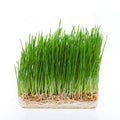 Hydroponic Wheatgrass Seeds 1LB - Certified Organic Triticum aestivum for Indoor & Outdoor Growing