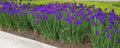 Siberian Iris Plant - Bright Purple Blooms - Large Clump of 25+ Live Iris sibirica