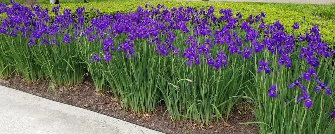 Siberian Iris Plant - Bright Purple Blooms - Large Clump of 25+ Live Iris sibirica